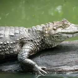 Jaguar Rescue Center - Puerto Viejo - de Talamanca