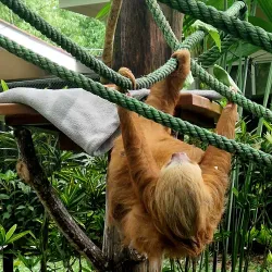 Jaguar Rescue Center - Puerto Viejo - de Talamanca