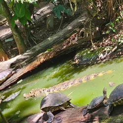 Jaguar Rescue Center - Puerto Viejo - de Talamanca