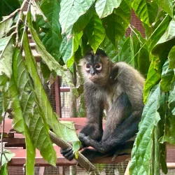 Jaguar Rescue Center - Puerto Viejo - de Talamanca