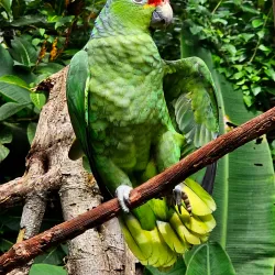 Jaguar Rescue Center - Puerto Viejo - de Talamanca