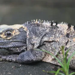 Carara National Park - Puntarenas