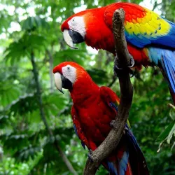 Carara National Park - Puntarenas