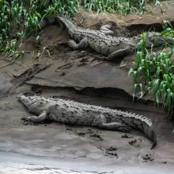 Carara National Park - Puntarenas