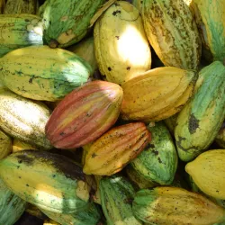 La Iguana Chocolate Factory - Puntarenas