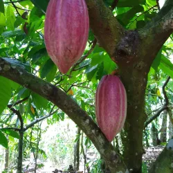 La Iguana Chocolate Factory - Puntarenas