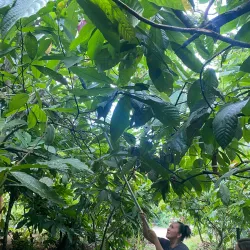 La Iguana Chocolate Factory - Puntarenas