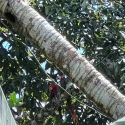 La Iguana Chocolate Factory - Puntarenas