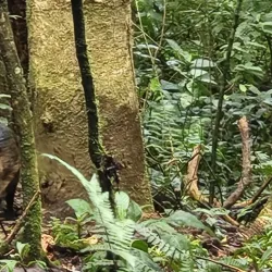 Monteverde Cloud Forest Reserve - Puntarenas