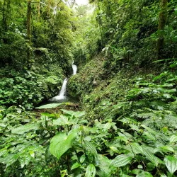 Monteverde Cloud Forest Reserve - Puntarenas