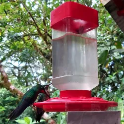 Monteverde Cloud Forest Reserve - Puntarenas