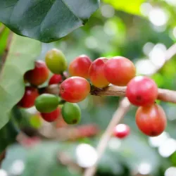 Coffee Plantations Tours - Puriscal