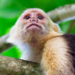 Curu Wildlife Refuge - Samara