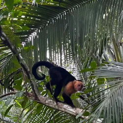 Curu Wildlife Refuge - Samara