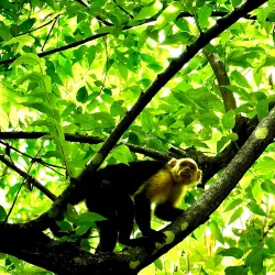 Curu Wildlife Refuge - Samara