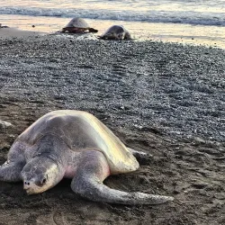 Ostional Wildlife Refuge - Samara