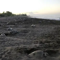 Ostional Wildlife Refuge - Samara