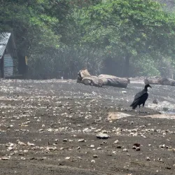 Ostional Wildlife Refuge - Samara