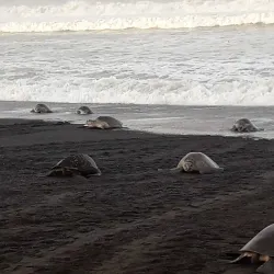 Ostional Wildlife Refuge - Samara
