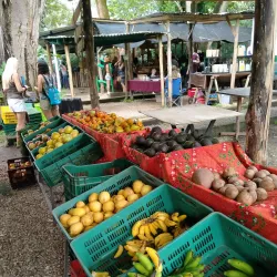 Samara Farmers Market - Samara