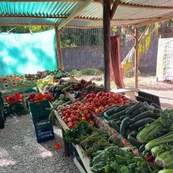 Samara Farmers Market - Samara