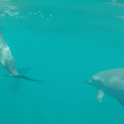 Snorkeling and Diving Tours - Samara