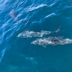 Snorkeling and Diving Tours - Samara