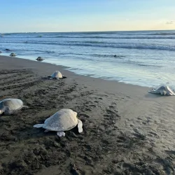 Snorkeling and Diving Tours - Samara