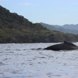 Snorkeling and Diving Tours - Samara