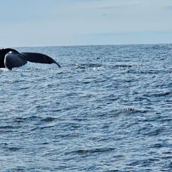 Snorkeling and Diving Tours - Samara