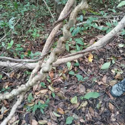 Werner Sauter Biological Reserve - Samara