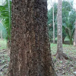 Werner Sauter Biological Reserve - Samara