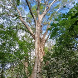 Werner Sauter Biological Reserve - Samara