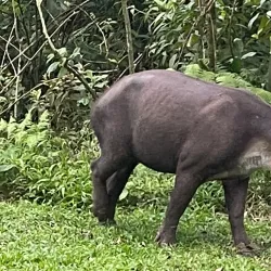 El Tapir Waterfall - San Isidro