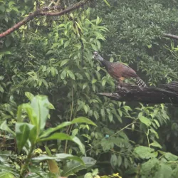 El Tapir Waterfall - San Isidro