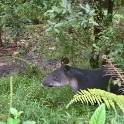 El Tapir Waterfall - San Isidro