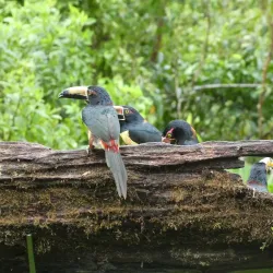 El Tapir Waterfall - San Isidro