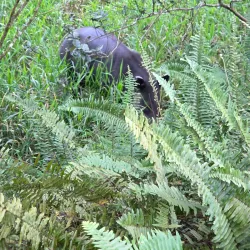 El Tapir Waterfall - San Isidro