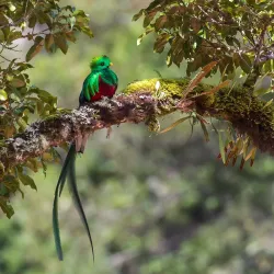 Los Quetzales National Park - San Isidro