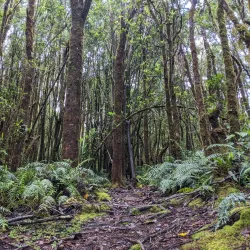 Los Quetzales National Park - San Isidro