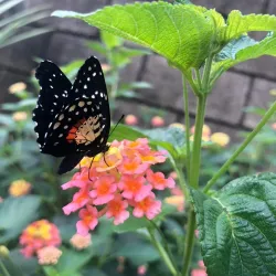 Spirogyra Butterfly Garden - San Jose