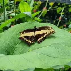 Spirogyra Butterfly Garden - San Jose