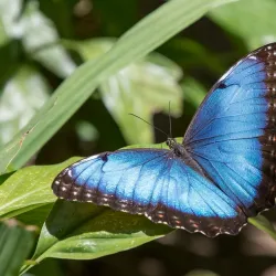 Spirogyra Butterfly Garden - San Jose