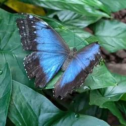 Spirogyra Butterfly Garden - San Jose
