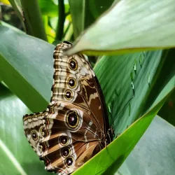 Spirogyra Butterfly Garden - San Jose