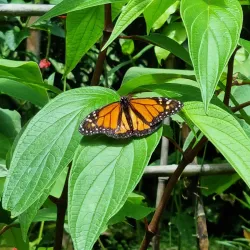 Spirogyra Butterfly Garden - San Jose