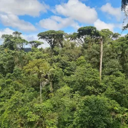 Braulio Carrillo National Park - San Luis