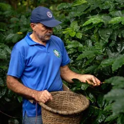 San Luis Coffee Plantations - San Luis