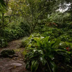 San Luis Coffee Plantations - San Luis