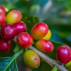 San Luis Coffee Plantations - San Luis